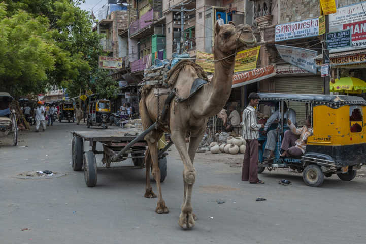 87 - India - carro con dromedario